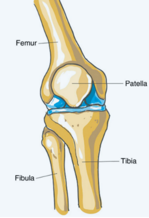 Knee anatomy and pain areas - Noida Pain Management Clinic